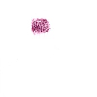 Pastel rose sur calque, 21x29,7cm, 2008 nuque david 20